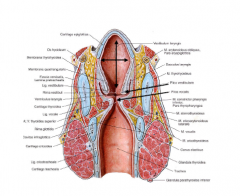 Struphuvudets inre