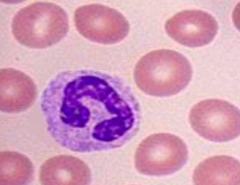What is the function of Neutrophils?