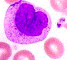 Monocytes - 15 µm