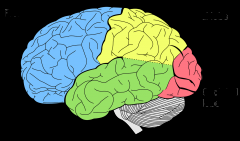 blue- frontal lobe
yellow- parietal lobe
red- occiptal lobe
green- temporal lobe
grey- cerebellum