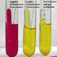 acid will be produced and phenol red will turn the media from red to yellow.  If your unknown produces both acid and gas, in addition to the medium turning yellow, a bubble will appear in the Durham tube