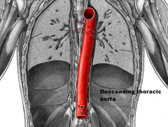 Thoracic aorta