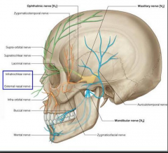 Supra-orbital


Supratrochlear


Lacrimal


Infratrochlear


External nasal