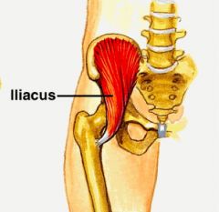 O: iliac fossa, iliac crest, ala of sacrum & anterior sacroiliac ligaments


 


I: lesser trochanter of femur


 


A: hip flexion


 


N: femoral nerve