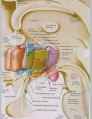 Hypthalamus and pituitary are connected by infundibulum or stalk.


Pituitary sits in sella turcica behind eyes