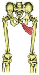 O: body & inferior ramus of pubis


 


I: superior portion of linea aspera & pectineal line


 


A: hip ADD


 


N: obturator
