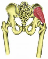 O: external surface of ilium


 


I: greator trochanter


 


A: hip ABD & IR


 


N: superior gluteal nerve