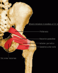 O: ischial spine (superior) & ischial tuberosity (inferior)


 


I: medial surface of greater trochanter


 


A: hip ER & abducts hip when flexed


 


N: nerve of obturator internus (superior) & nerve to quadratus femoris (inferior)
