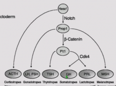 Hesx1, Prop1, PitI
Different deficiencies knock out different sets of hormones