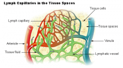 Lymphatic Capillaries in the body Tissues