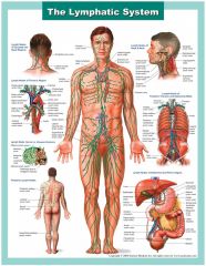 what is the flow of Lymph in the Lymphatic System