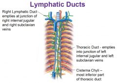 Right Lymphatic Duct and Thoracic Duct
