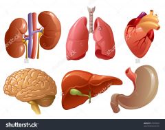 1.) Some examples are the kidney and heart. 2.) Image