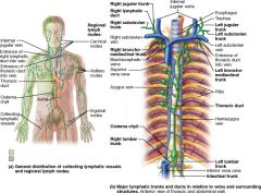 what does Lymphatic Vessels contain, to keep the lymph moving toward the subclavian veins?