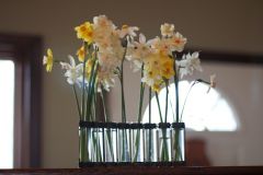 Narcissus pseudonarcissus 


Daffodil