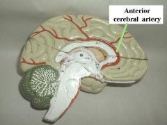 Anterior cerebral artery