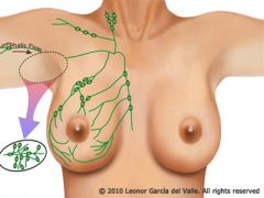 what Lymph Nodes filter lymph from the upper limbs, shoulder and scapular regions, pectoral region