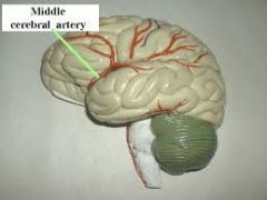 Middle cerebral artery