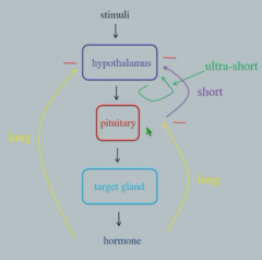 Short - Pituitary hormones inhibit production of hypothalamic releasing hormones.


Long - Hormone produced by target cell inhibits production of hypothalamic-releasing factors.


Ultra-short - Pituitary hormone inhibits its own production