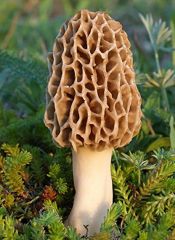 is a genus of edible sac fungi closely related to anatomically simpler cup fungi. These distinctive fungi have a honeycomb appearance, due to the network of ridges with pits composing their cap.