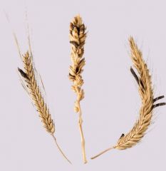 a fungal disease of rye and other cereals in which black, elongated, fruiting bodies grow in the ears of the cereal