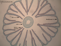 in fungi, a large sporophore, or fruiting body, in which sexually produced spores are formed on the surface of club-shaped structures