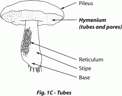 the cap
hat supports a spore-bearing surface, the hymenium