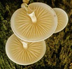 are used by the mushrooms as a means of spore dispersal