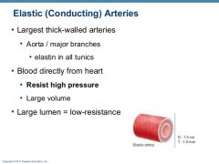 Elastic and conducting Arteries