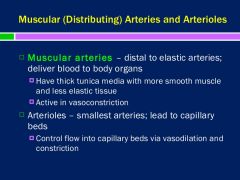 Muscular and distributing Arteries