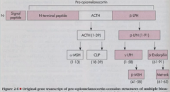 ACTH is cleaved from preprohormone proopiomelanocortin in anterior pituitary