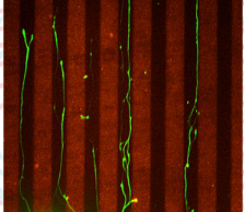 Hypotheses for why axons grow as pictured:
