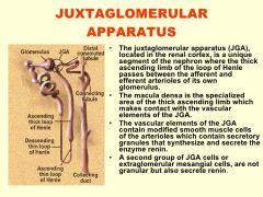 The JG apparatus is located where the ascending limb of the loop of Henli passes between the affarent artery and the effarent arteriole.