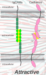 Cell adhesions molecules from separate neurons bind.