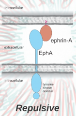 Ephrin from one neuron binds to eph receptor on another neuron. 