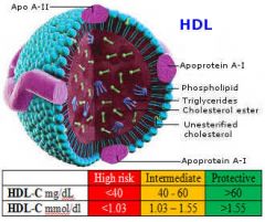 High-density lipoproteins (HDLs)