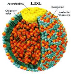 Low-density lipoprotein (LDLs')