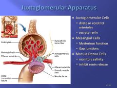 The JG Cells Surround the affarent artery. 


smooth myoepithelioid cells lining the glomerular end of the afferent arterioles in the kidney that are in opposition to the macula densa region of the early distal tubule. These cells synthesize and s...