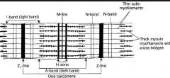 (MHAIZ) 


 


M line 


H band - Thick filaments


A band - Thin + Thick filaments 


I band - Thin filaments


Z line 
