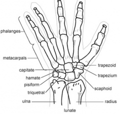 (Some lovers Try Positions That They Can't Handle) 


 


Scaphoid 


Lunate 


Triquetrum


Pisiform


Trapezium


Trapezoid 


Capitate


Hamate 