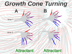Which more accurately represents growth cone turning? 