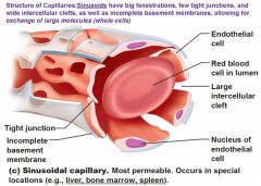 Sinusoid capillaries