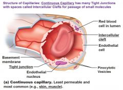 Continuous capillaries