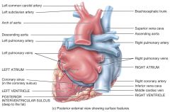 There are THREE major veins that attach to the heart:
- Superior and Inferior Vena Cava
- the 4 Pulmonary Veins
- The Coronary Sinus (which is located on the back of the heart). 