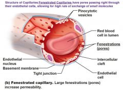 Fenestrated capillaries
