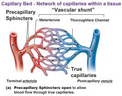 Interwoven networks of capillaries
