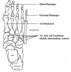 -Talus ( Ankle joint)


-calcaneous


-Cuboid


-Navicular 


-Cuneiform (3x) 


 


-Metatarsals 


-Phalanges


 