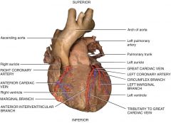 ** Only the innermost tissues lining the chambers of the heart can derive oxygen from the blood flowing through those chambers