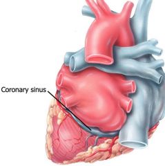 The coronary veins all collect into the coronary sinus at the posterior of the heart. Meanwhile, the coronary sinus empties into the RIGHT atrium. Deoxygenated coronary blood joins oxygen-depleted blood from the rest of the body. 