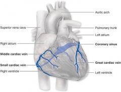 the coronary veins drain blood from the heart wall and empty into the coronary sinus.